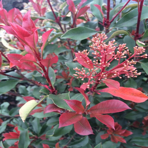 Photinia Glabra Parsur Red Fury Photinia | SiteOne US